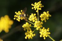 Pastinaca sativa