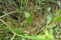 Ophioglossum vulgatum