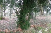 Taxus baccata