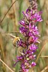 Lythrum salicaria