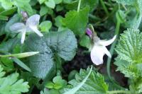 Viola odorata