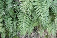 Polypodium vulgare