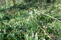 Galanthus nivalis