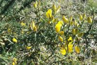 Ulex europaeus