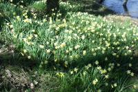 Narcissus pseudonarcissus