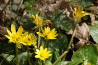Ficaria verna