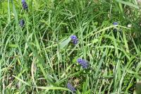 Muscari neglectum