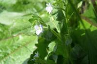 Veronica hederifolia