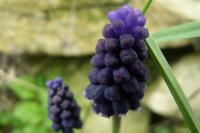 Muscari neglectum
