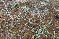 Sedum rubens