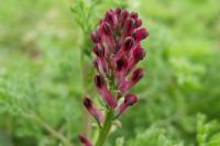 Fumaria officinalis