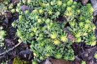 Sedum cepaea