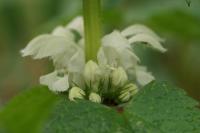 Lamium album