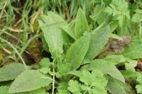 Digitalis purpurea