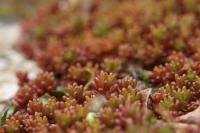 Sedum album