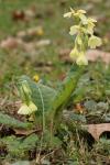 Primula elatior