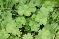 Geranium rotundifolium