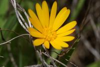 Calendula arvensis