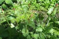 Rumex acetosa