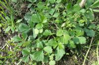 Geum urbanum