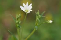 Rabelera holostea