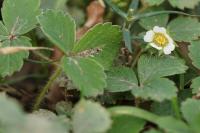 Potentilla sterilis