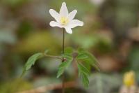 Anemone nemorosa