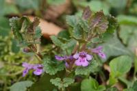 Glechoma hederacea