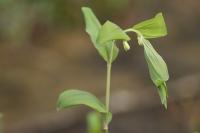 Polygonatum multiflorum