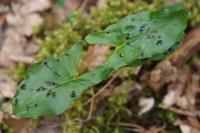 Arum maculatum