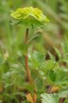 Euphorbia helioscopia