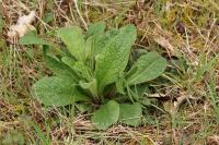 Inula conyzae