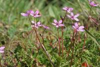 Erodium cicutarium