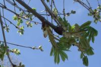 Aesculus hippocastanum