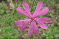 Silene dioica