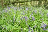 Hyacinthoides non-scripta
