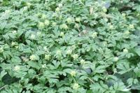 Adoxa moschatellina
