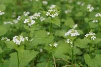 Alliaria petiolata