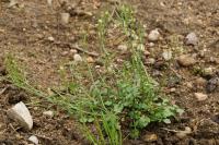 Cardamine hirsuta