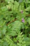 Vicia sepium