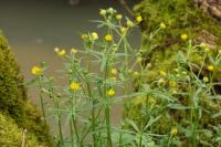 Ranunculus auricomus
