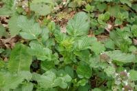 Barbarea vulgaris