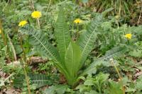 Dipsacus fullonum