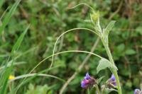 Bryonia dioica