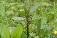 Scrophularia