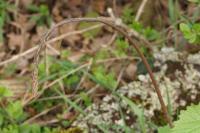 Dioscorea communis