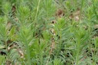 Linaria vulgaris