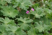 Geranium molle