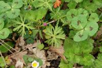 Geranium dissectum