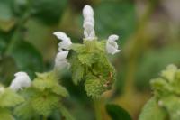 Lamium purpureum